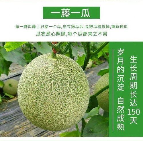 网红甜甜吃蜜瓜,甜蜜滋味，尽享生活美好